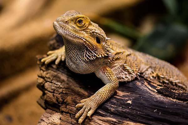 An image of a bearded dragon in the wild. 