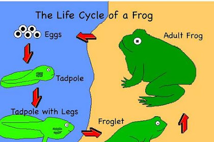 Ciclo De Vida De Los Animales Para Niños De Primaria