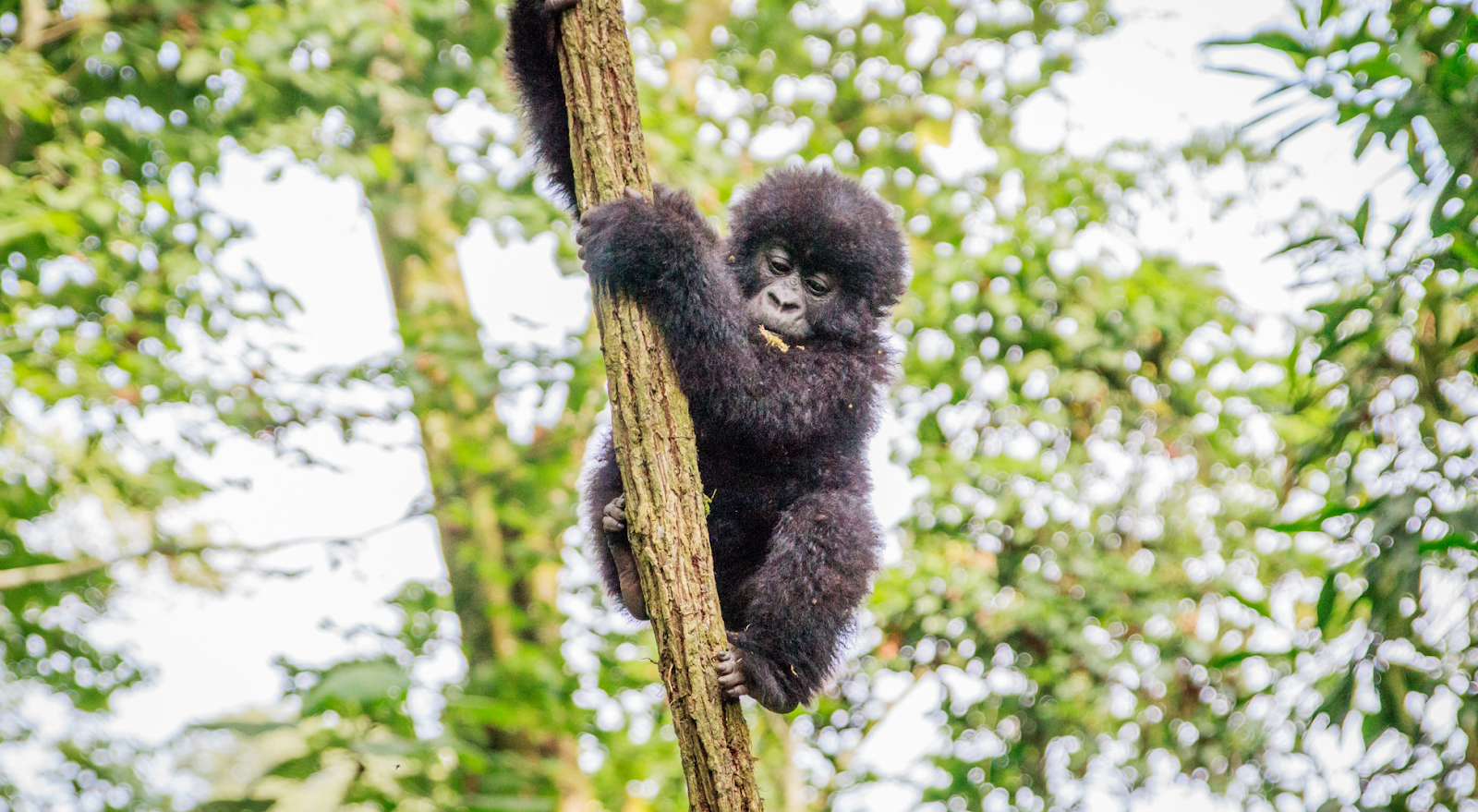 A to Z Bucket List - baby gorilla clinging to tree at Rwanda's Volcanoes National Park