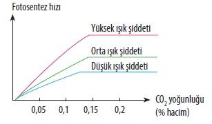 Fotosentez Hızını Etkileyen Faktörler (Genetik ve Çevresel) 7