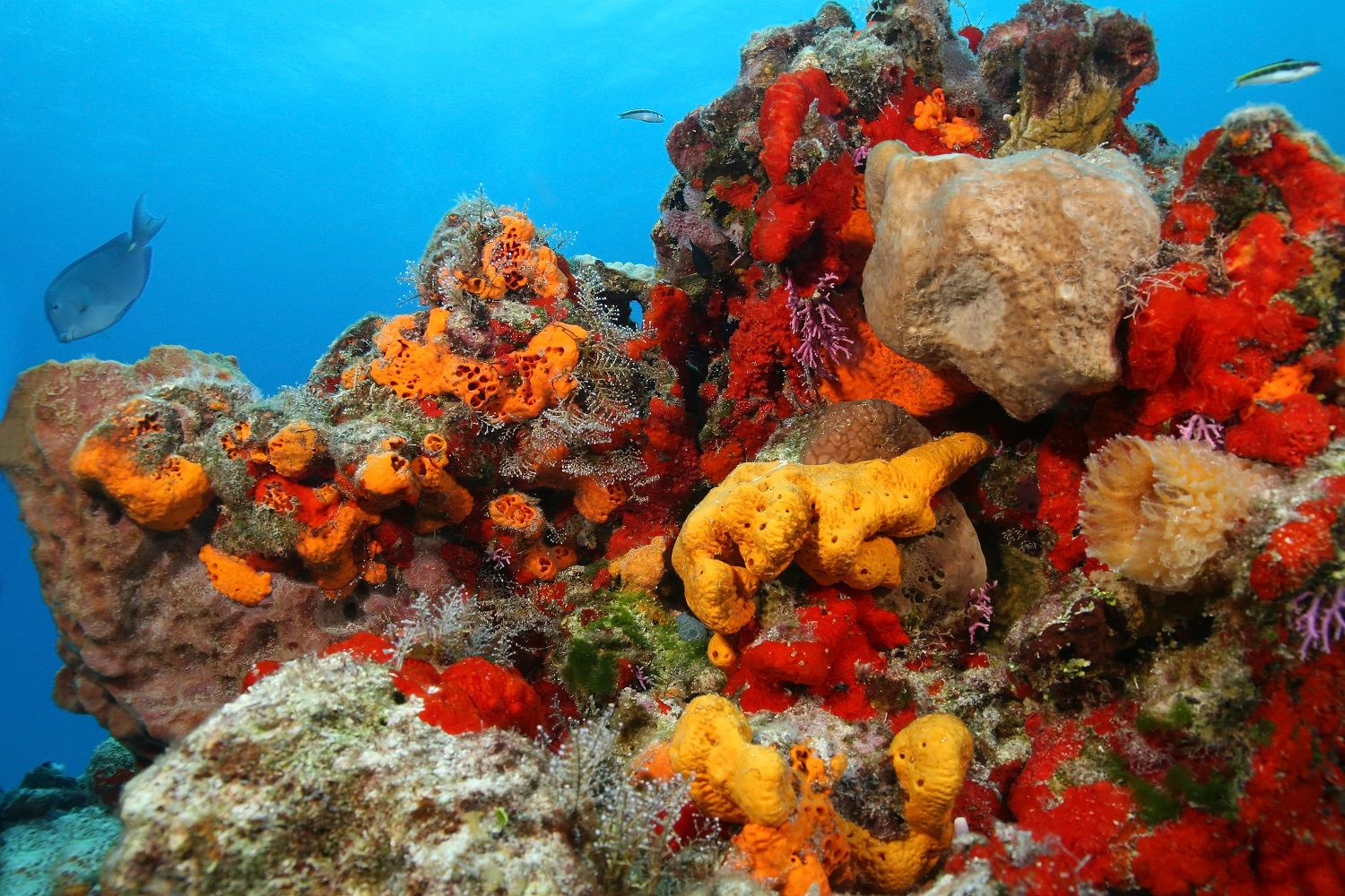 Image result for sea sponges