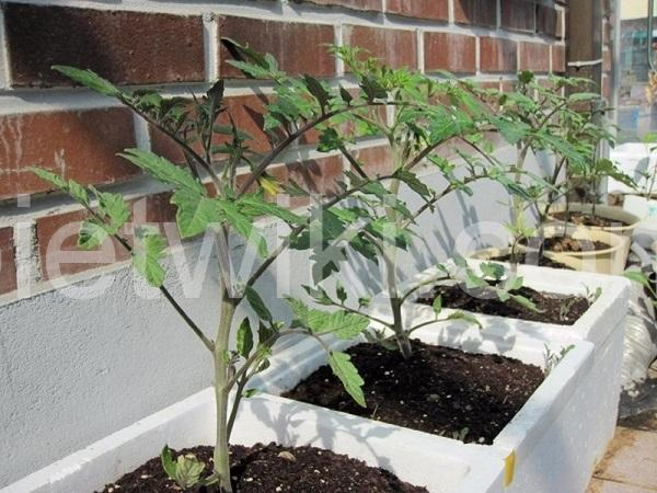 Cách trồng cà chua trong thùng xốp hỗ trợ cây phát triển tốt hơn