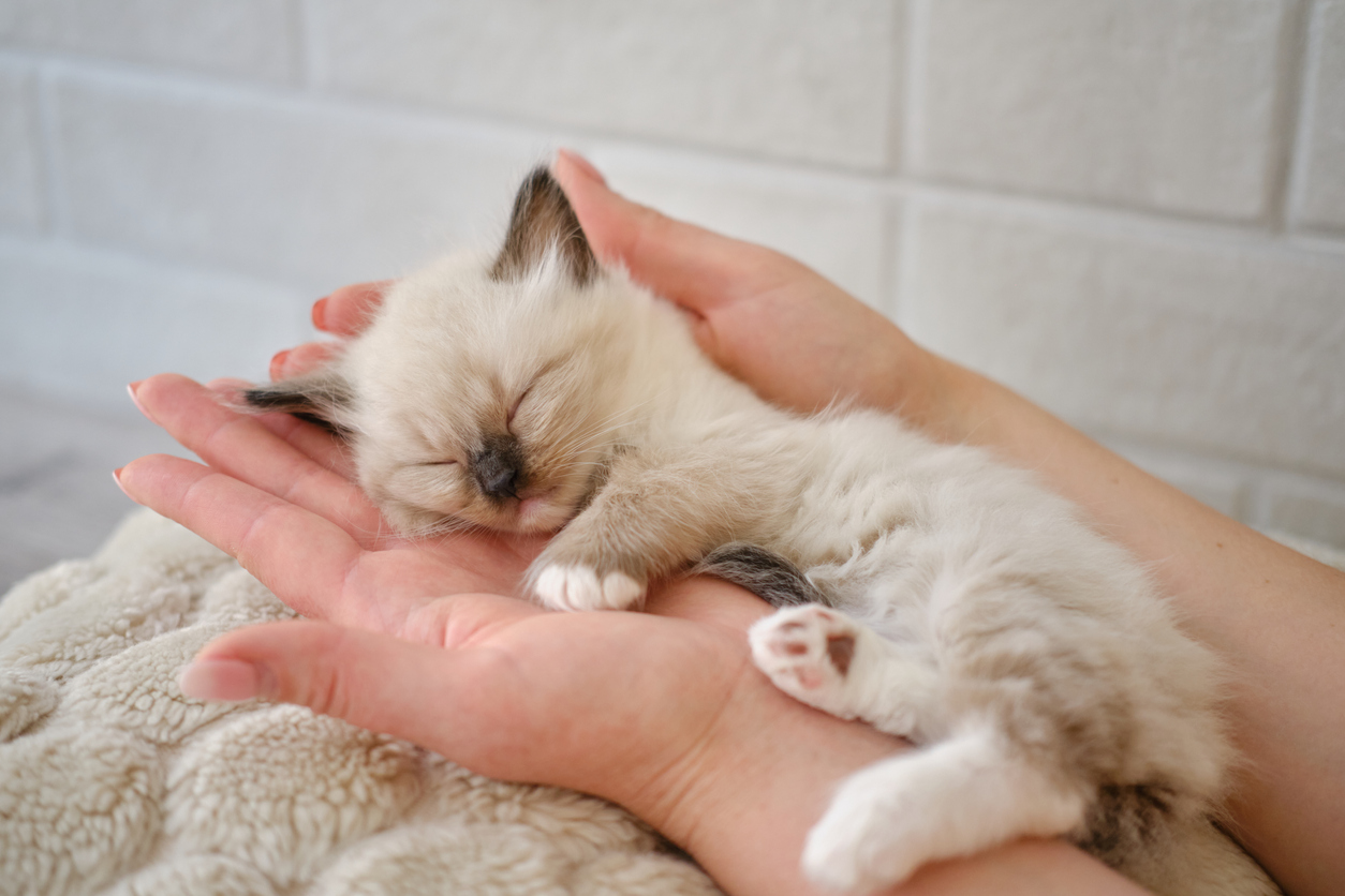 4 Weeks Old Kitten Care Tips