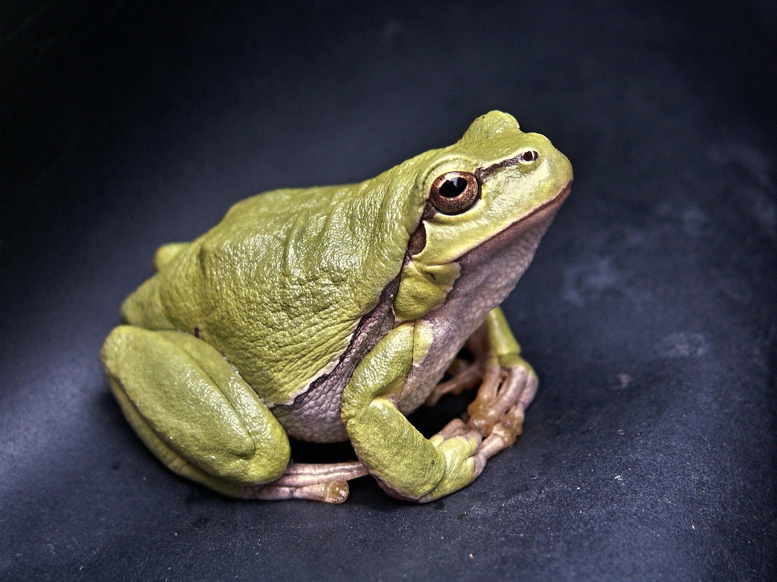 White's tree frog