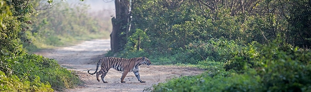 Jim Corbett Tiger Reserve, Uttarakhand (Best Time to Explore Tiger Safari in India)