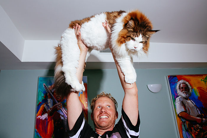 The Largest Cat In NYC Who Weighs 28 Lbs And Is Larger Than Most Bobcats