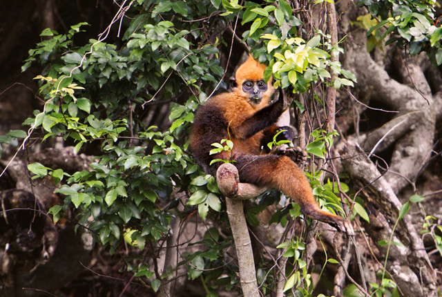 Golden-headed langurs are one of the world's most critically-endangered primates. They are found only on Cat Ba Island