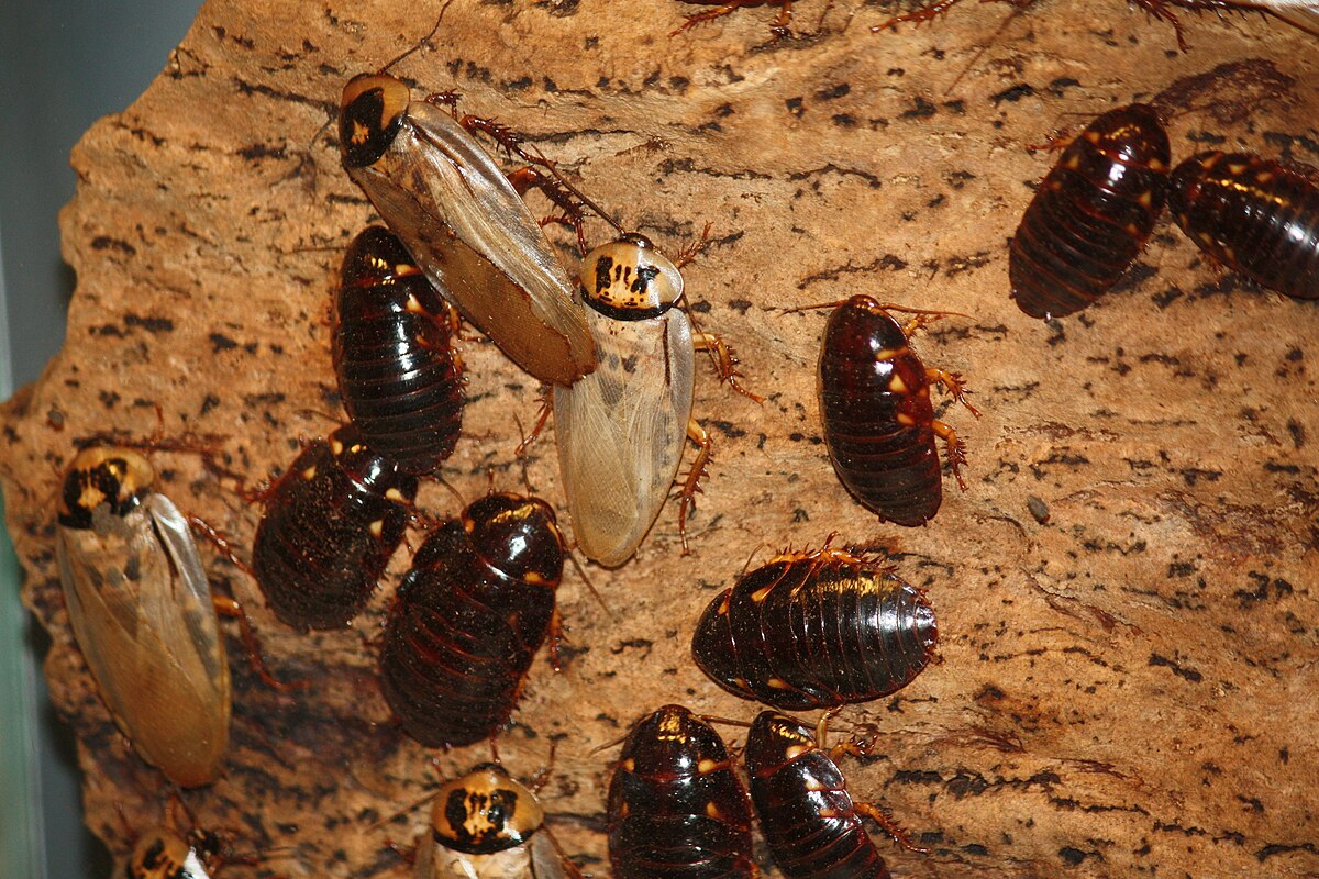 Cockroaches Of Various Species 