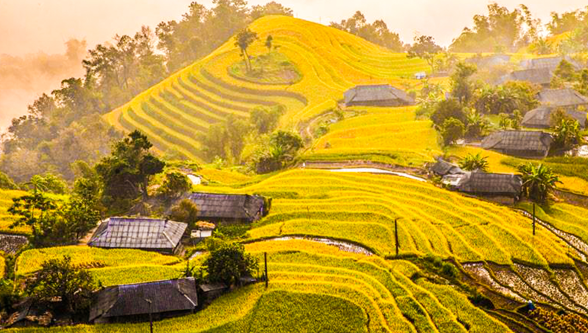 Hoang Su Phi golden terrace field
