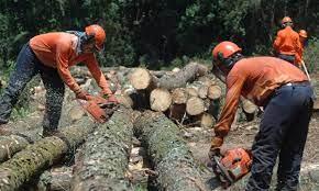 Presentan un plan de incentivos a la actividad forestal - Social  Comunicacion