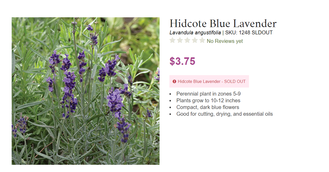 purple lavender flowers int he middle of greenery from the lavender plants