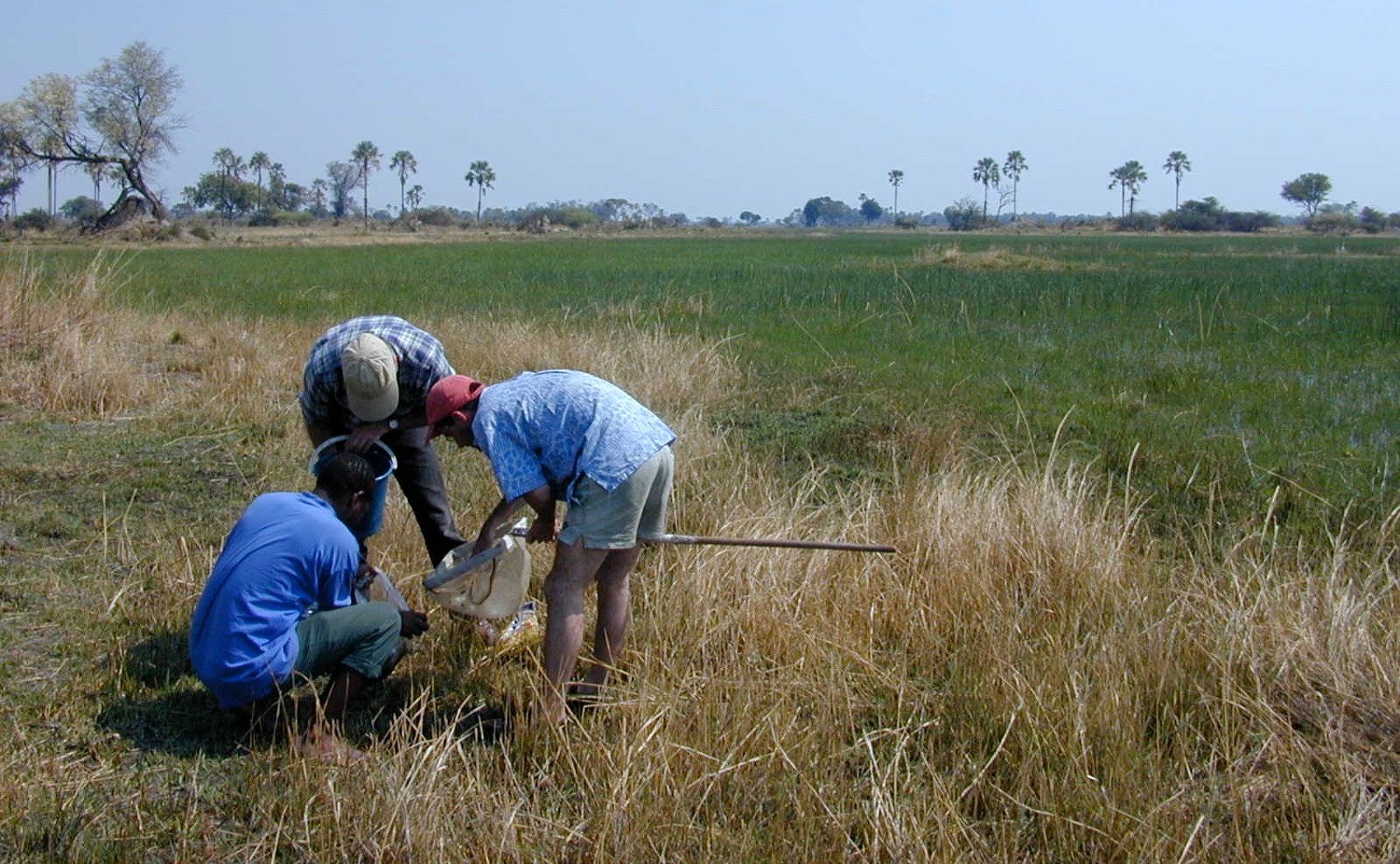ecologists using a sweep net to sample insects in the Okavango Delta, Botswana, candidates to conduct the science orchestra