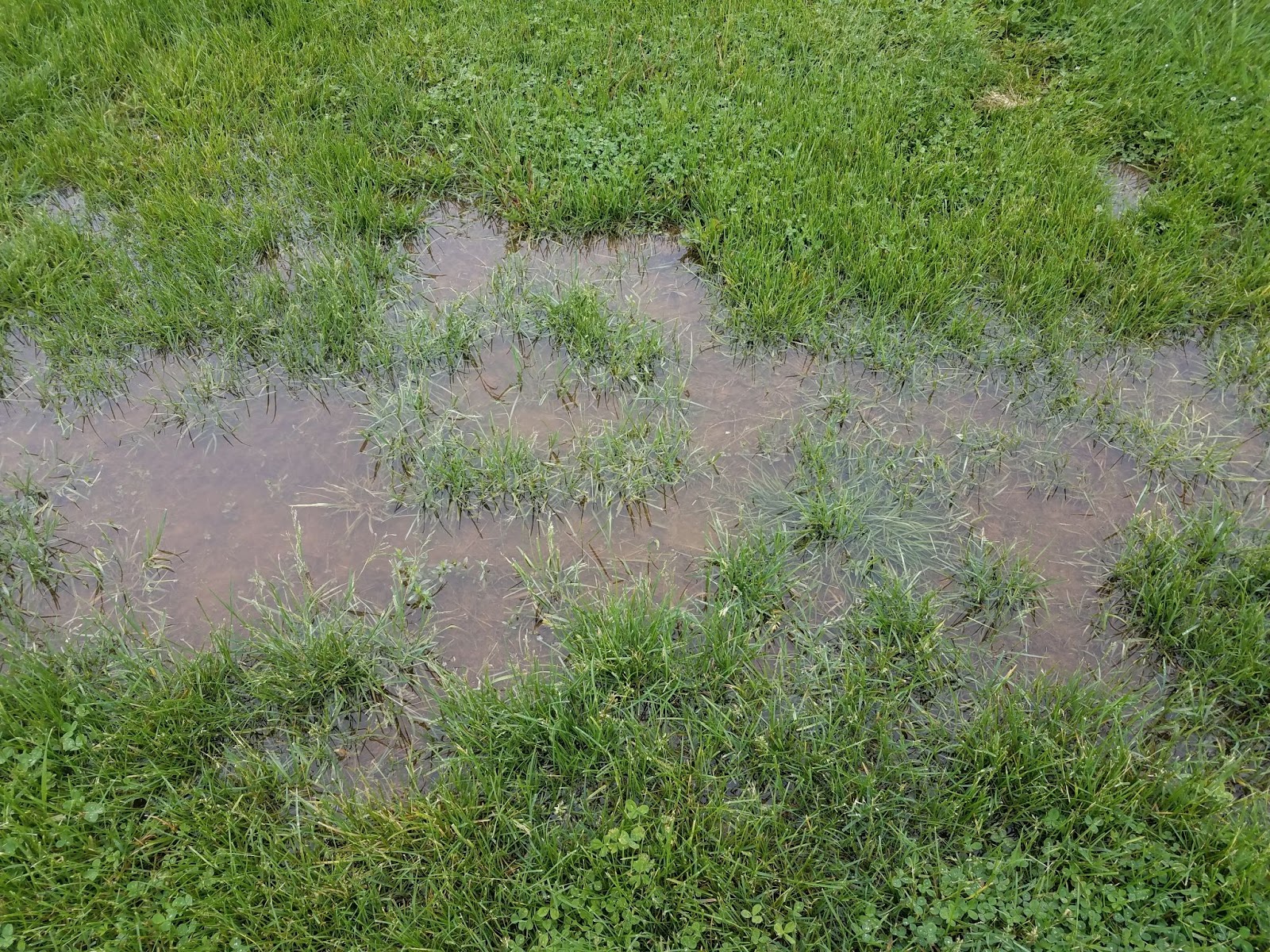 Puddle on grass