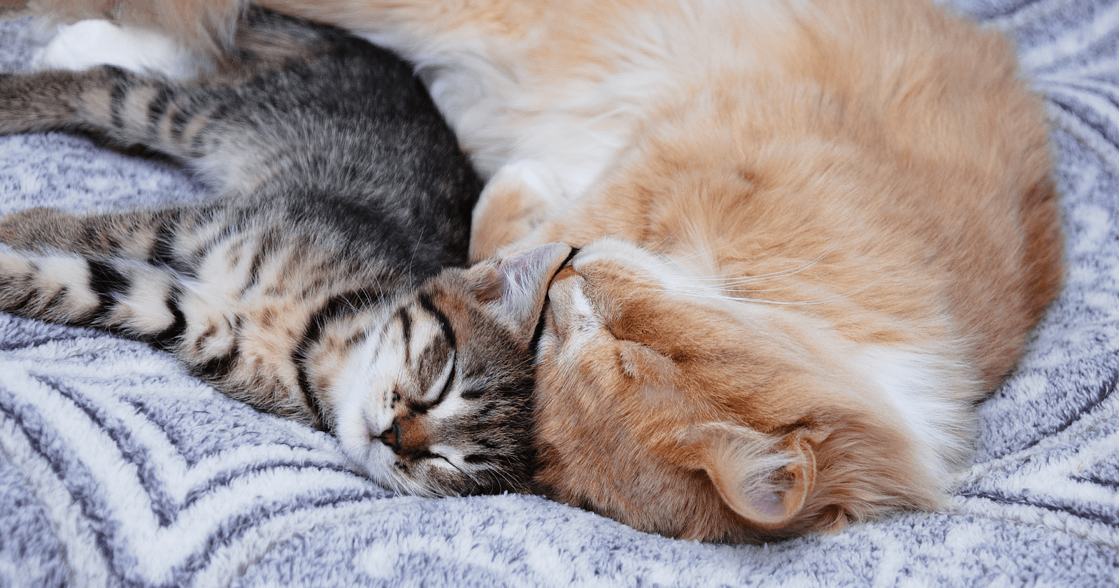 Large orange cat snuggling with tabby kitten on blankets