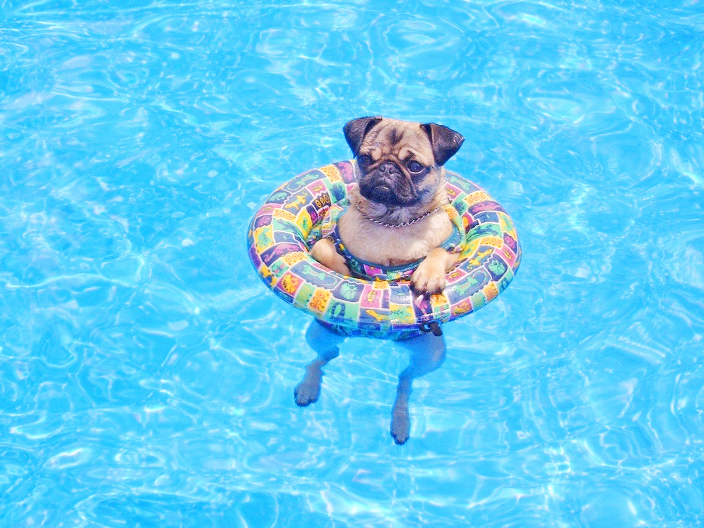 Dogs and pools: a joyful (but expensive) mix - Cayman Compass