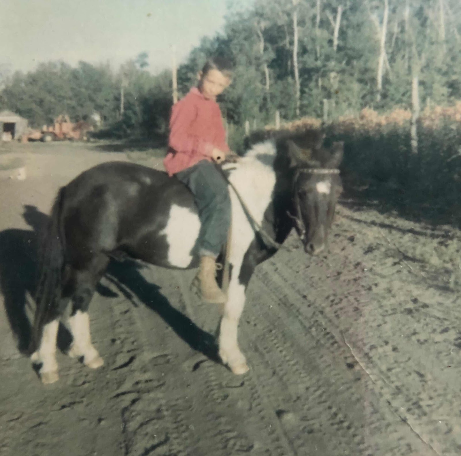 Shetland pony,  