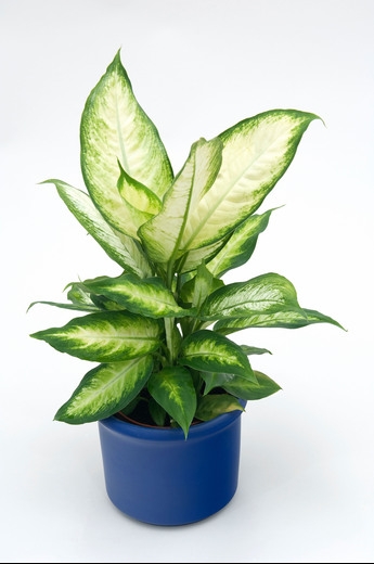 15 Best Big Leaf Indoor Plants