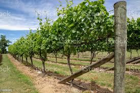 Rows Of Grape Vines Are Supported With A Trellis System In Canterbury New  Zealand Stock Photo - Download Image Now - iStock