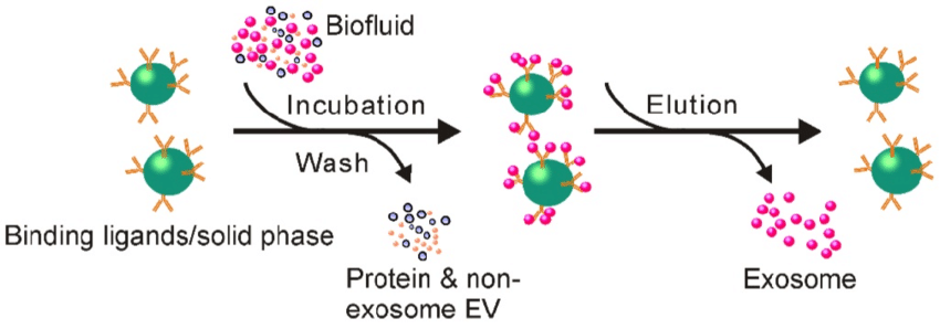 Schematic of immunoaffinity-based exosome isolation. First, antibodies recognizing exosome-specific markers are immobilized onto solid matrices. After incubating exosome-containing fluids with antibody-conjugated solid matrices, exosomes can be enriched onto such solid matrices. Free exosomes can be collected via an additional elution step.