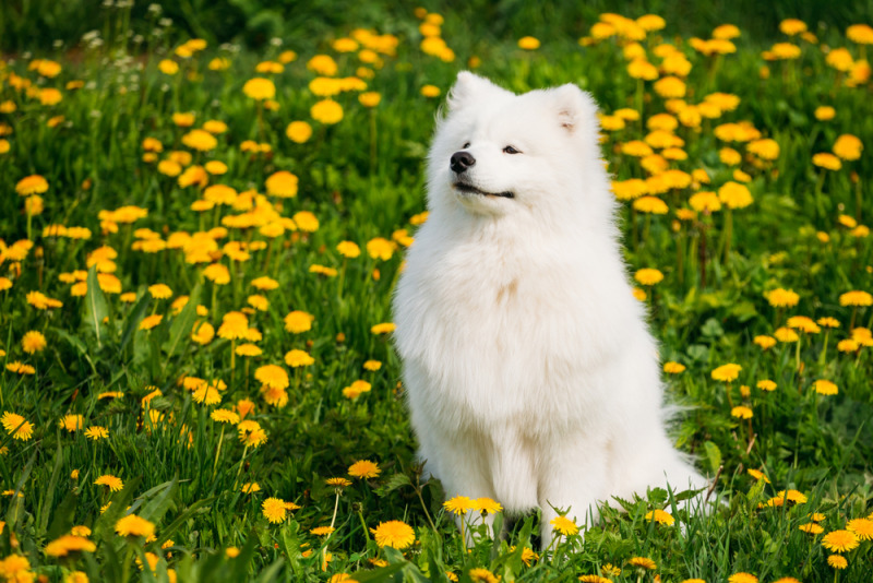 samoyed cần thường xuyên vận động