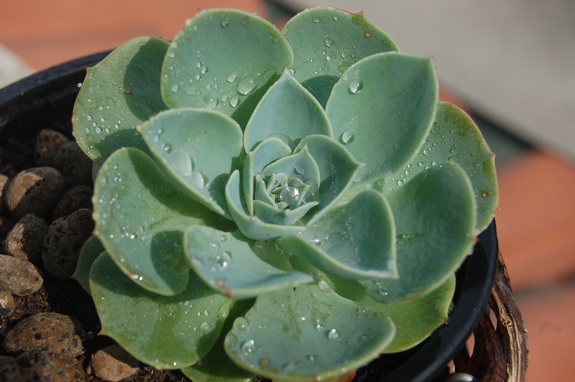 これを読めば多肉植物につく害虫と症例がすぐわかる その対策も紹介 Iku夫婦のタニラー日記