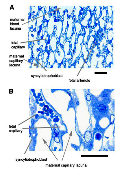 Figure 5a/b: Histological semi-thin sections of the exchange area, i.e. the labyrinth of the chorioallantoic main placenta of the degu, Octodon degus. The syncytiotrophoblast is quite thin and in most areas of the labyrinth the capillaries are a bit longer than in other hystricognath rodents such as the guinea pig. Scale bars = 0,05 mm.