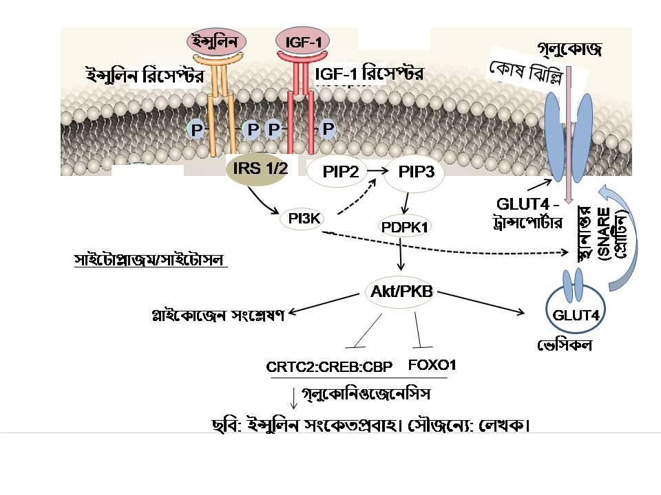 D:\Rashid\Metformin\Insulin signaling-Rashid.jpg