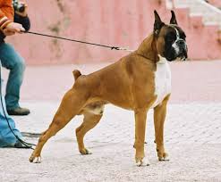 Resultado de imagen para perro boxer europeo