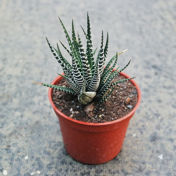 多肉植物-百合科-十二之卷