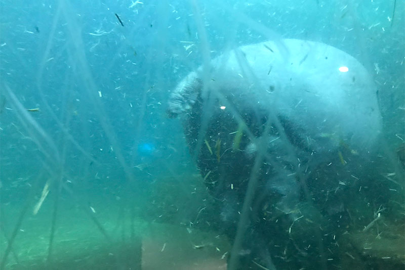 旭山動物園：かば館