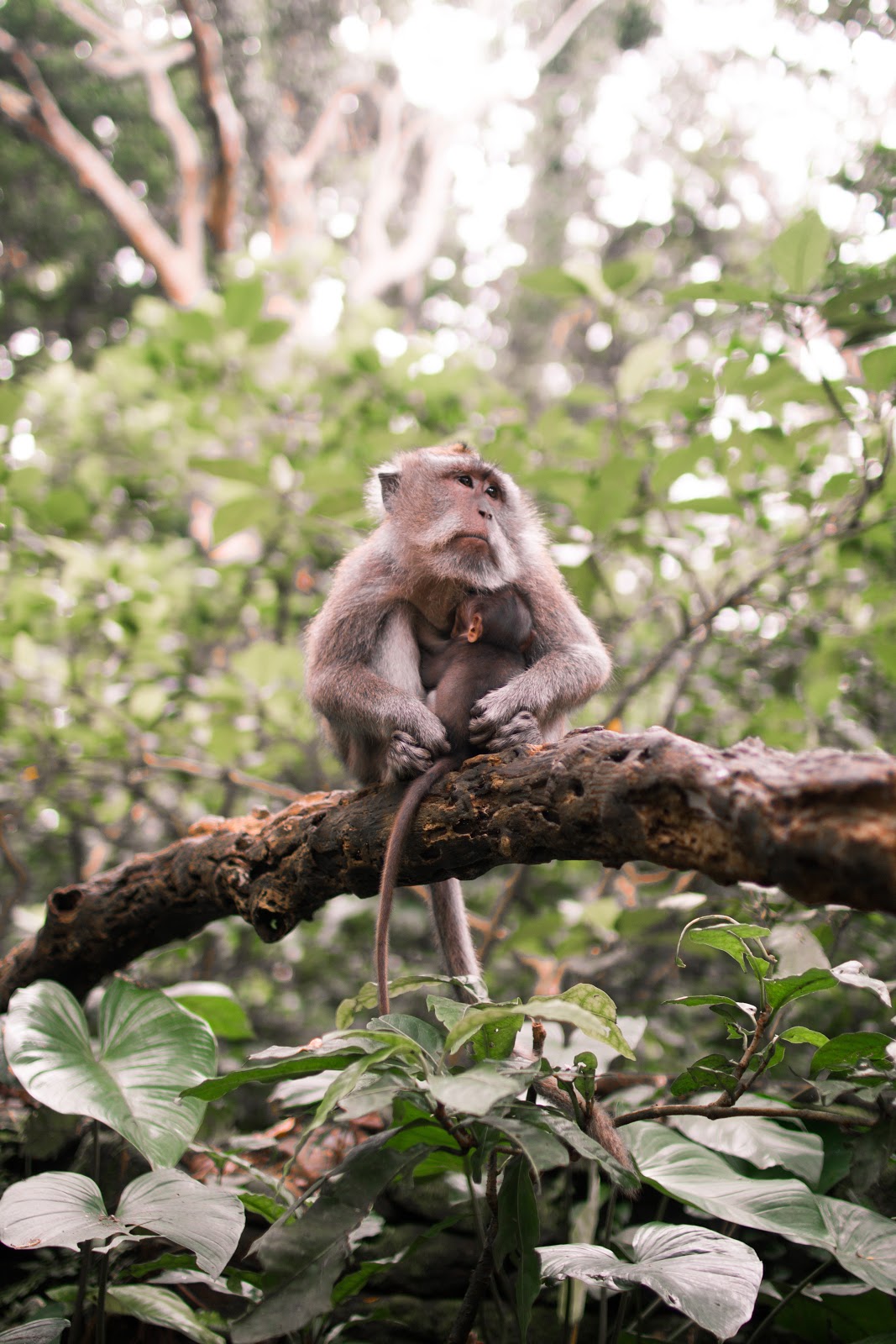 hutan kera plangon