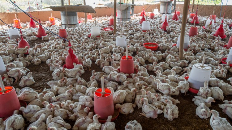 Young broiler chickens at a small industrial farm in Nepal