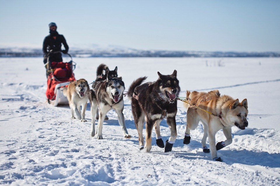 Free photo: Dogs, Sled, Team, Dogsled, Teamwork - Free Image on ...