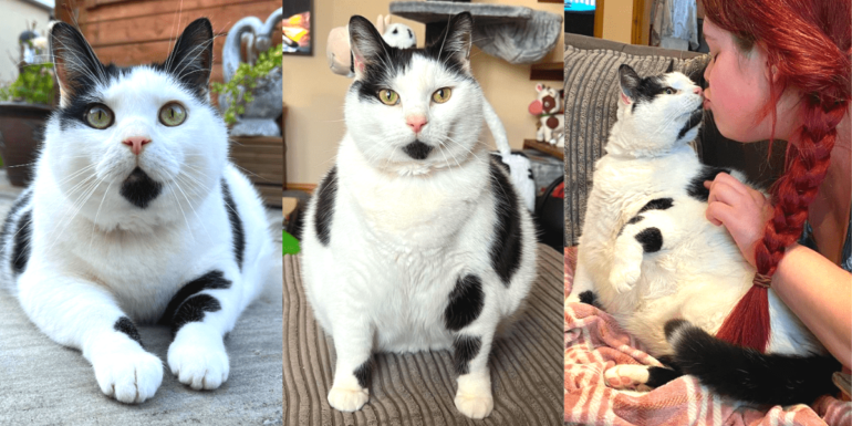 Keith the Cat Cow