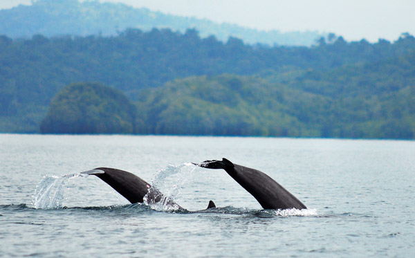 Dolphins in Golfo Dulce Costa Rica