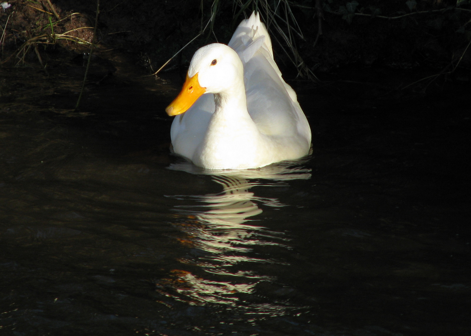 Duck in Water (Xytram).jpg