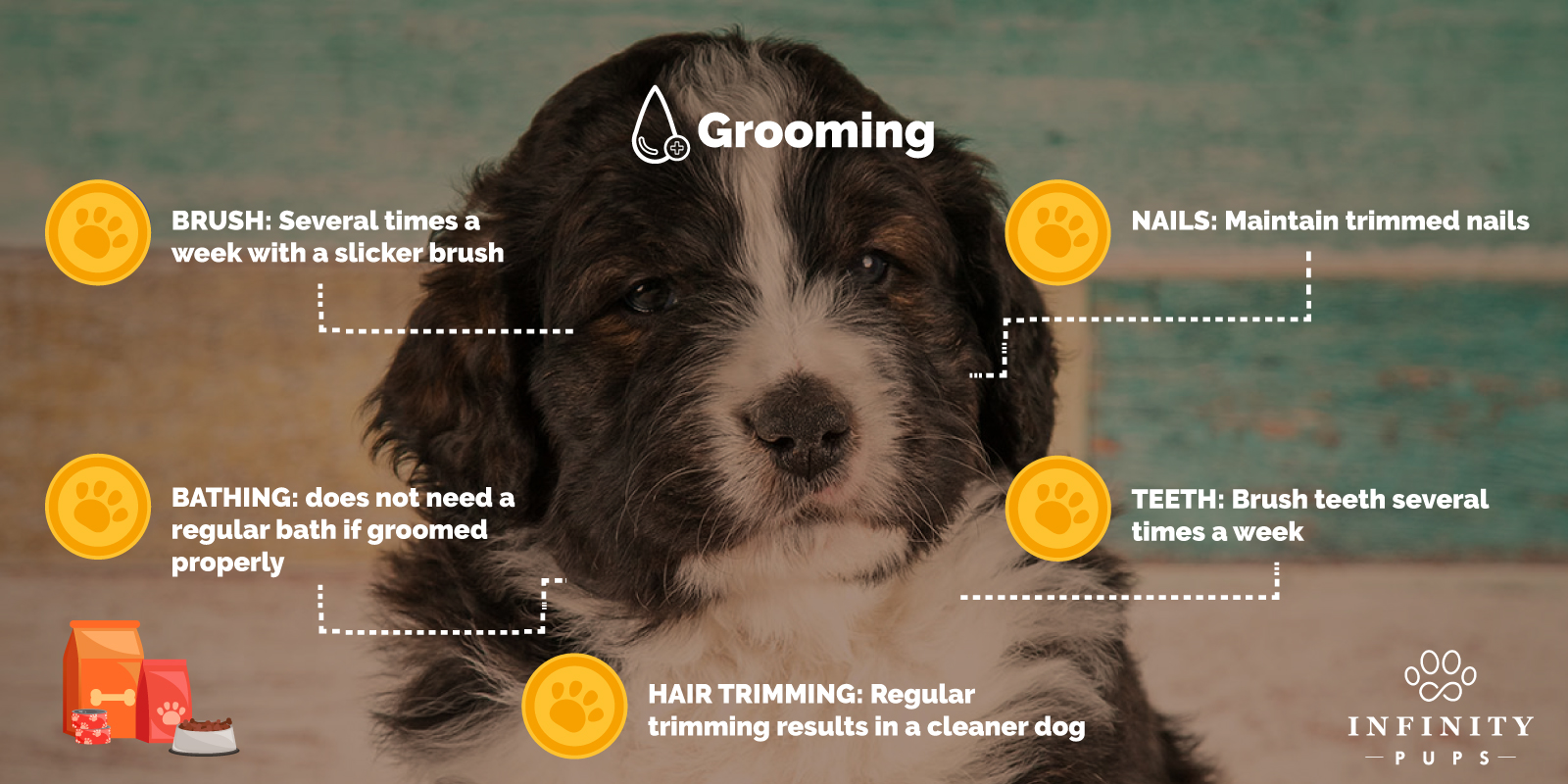 The Ultimate Bernedoodle Lover's GUIDE For 2020 7