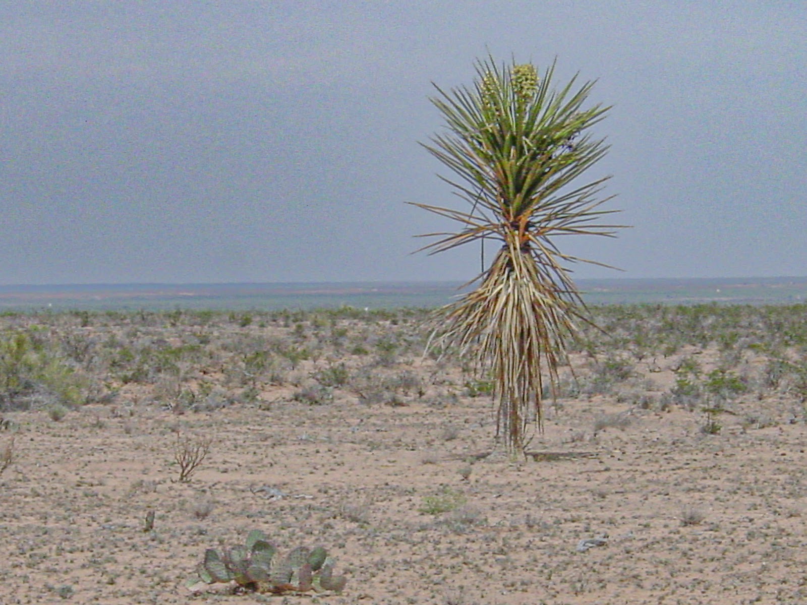 A lone yucca tree is visible in very dry desert landscape with little on the horizon. 