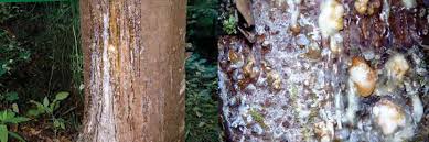 Image result for kauri tree dieback disease