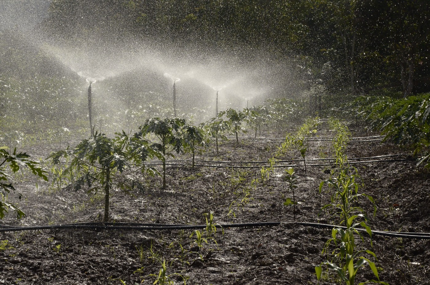 Spray irrigation on crops