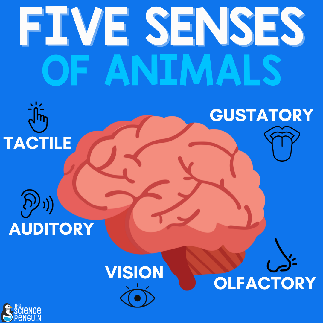 Senses and Information Processing in 4th Grade NGSS