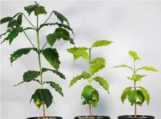 Falta de nitrogênio em plantas de café, afetando a coloração das folhas (esquerda para direita, planta com N adequado, deficiência moderada e deficiência severa de N).