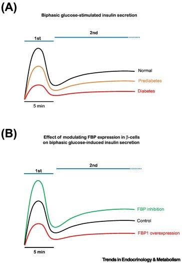 Gluconeogenic Enzymes in β-Cells: Pharmacological Targets for ...