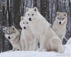 「alaska pack of wolves」的圖片搜尋結果