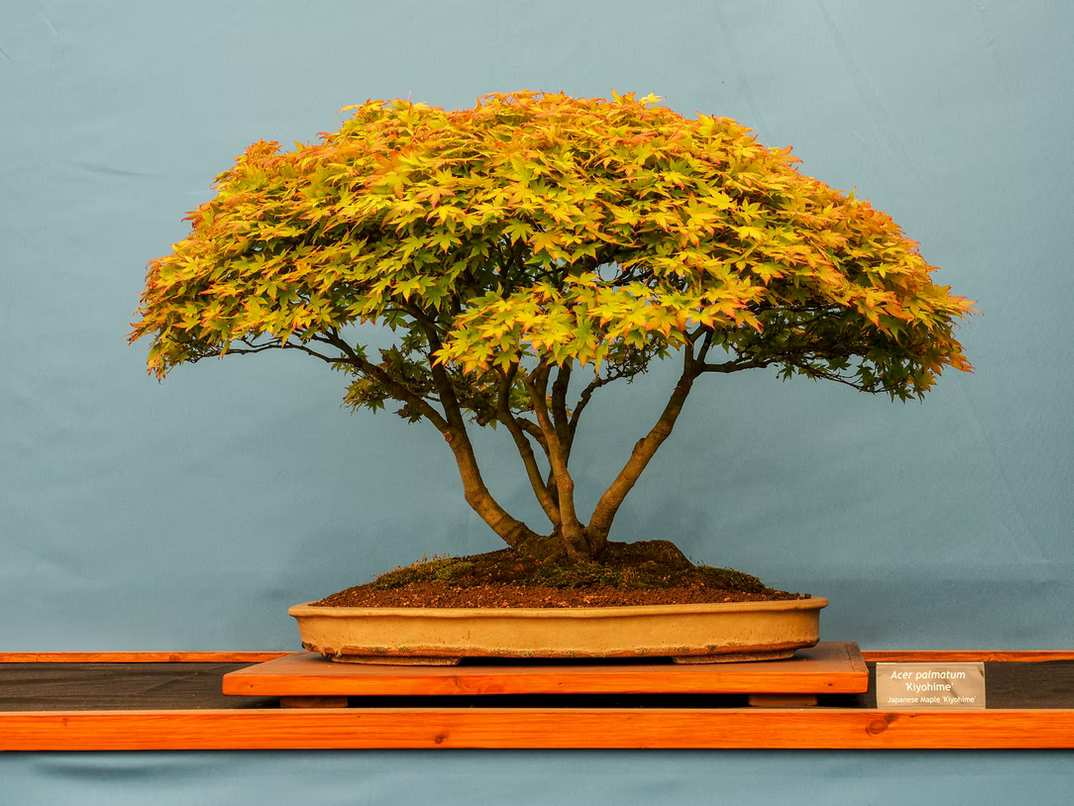 Pieris Bonsai Tree Care Guide