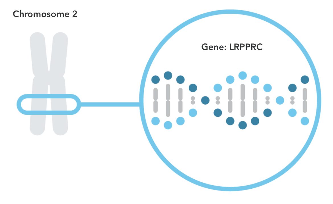 The LRPPRC gene is shown located on chromosome 2.