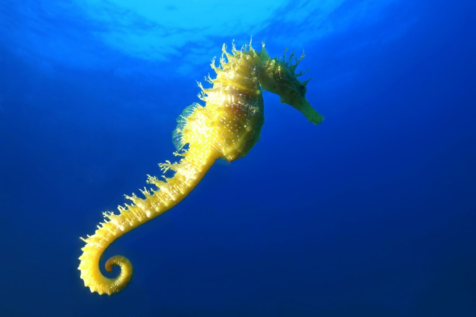 Seahorses