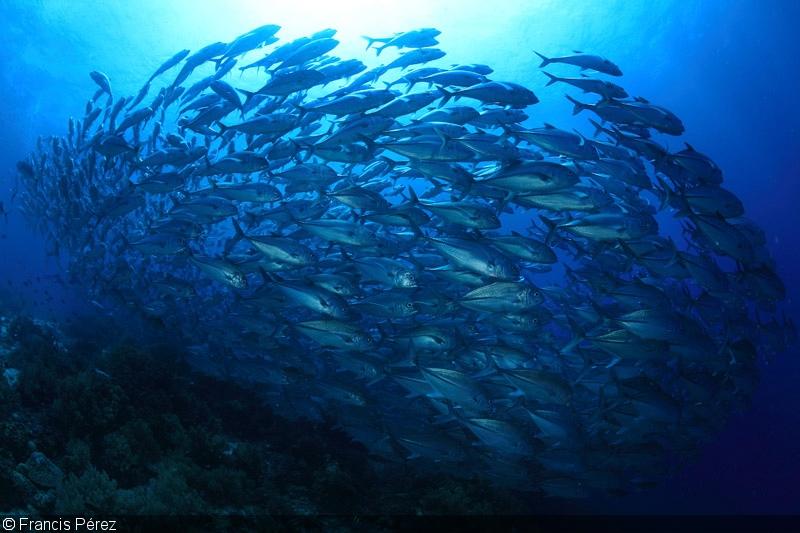 http://www.divephotoguide.com/images/lightboximage/orig/1428119738.jpg