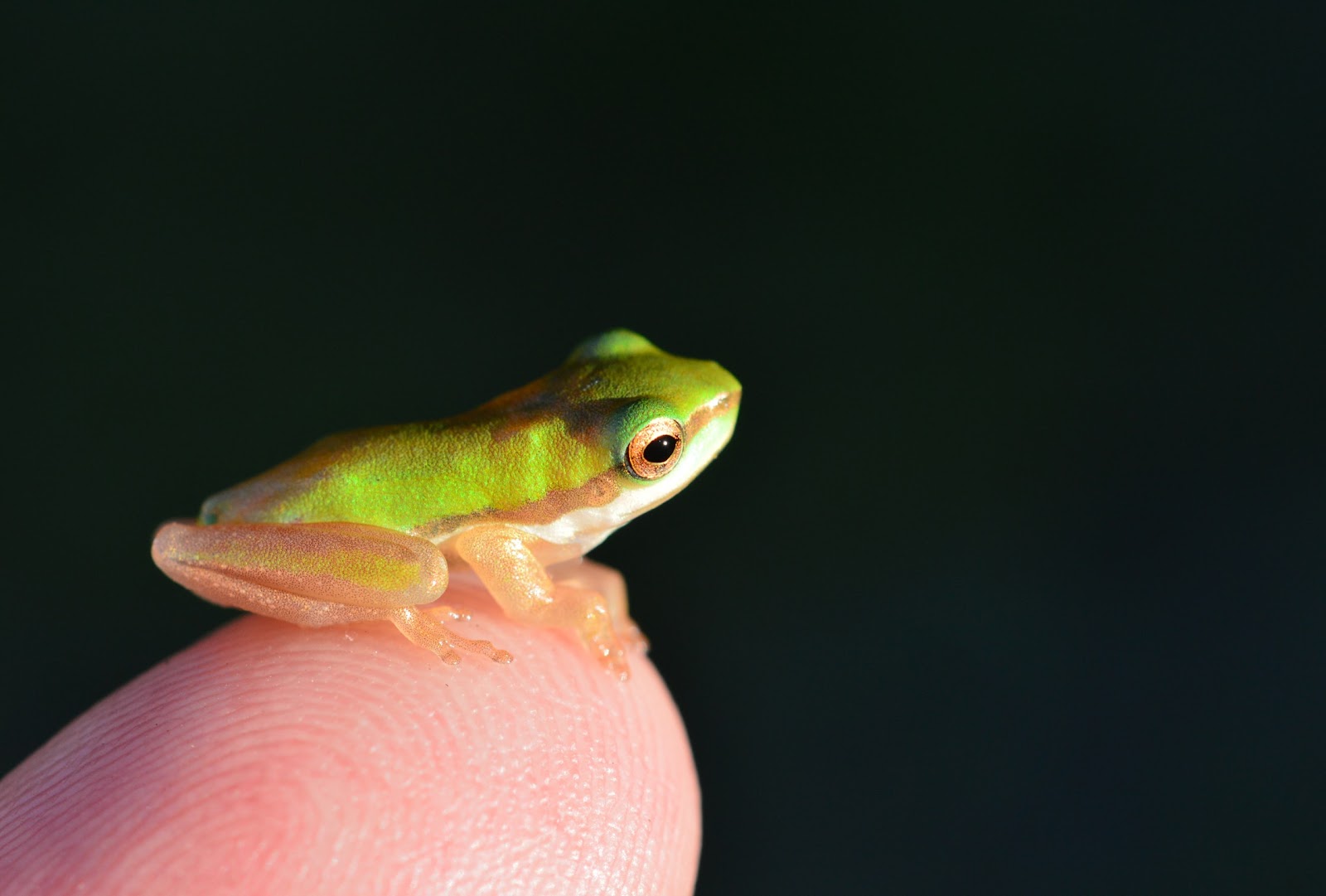 Tiny green tree frog on a fingertip