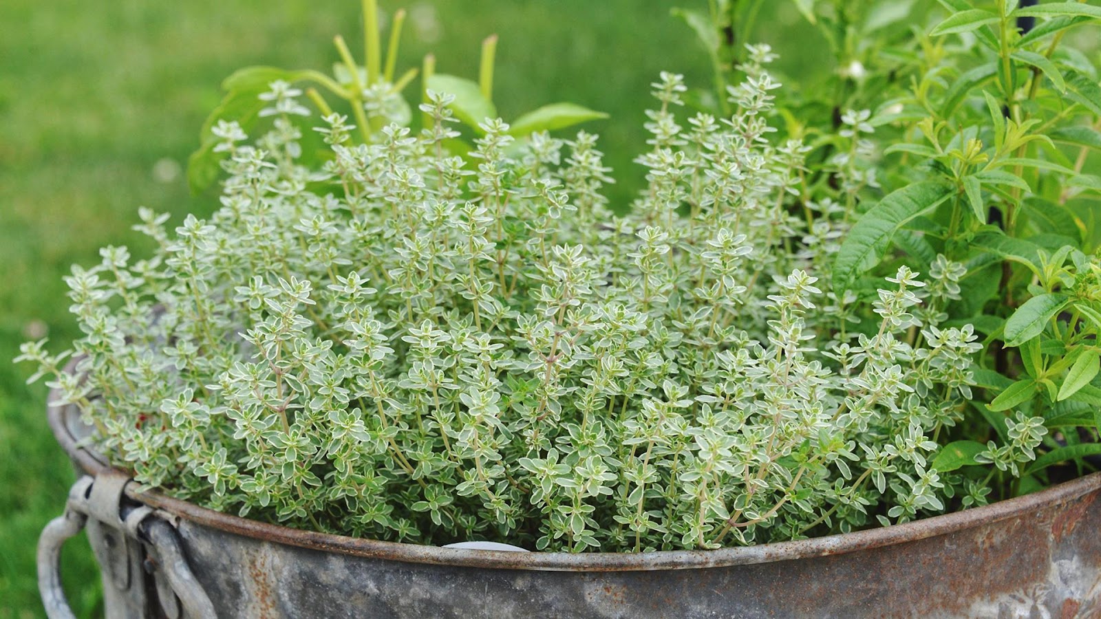 Can I grow Thyme from Cuttings? (4 Easy & Tested Tips)